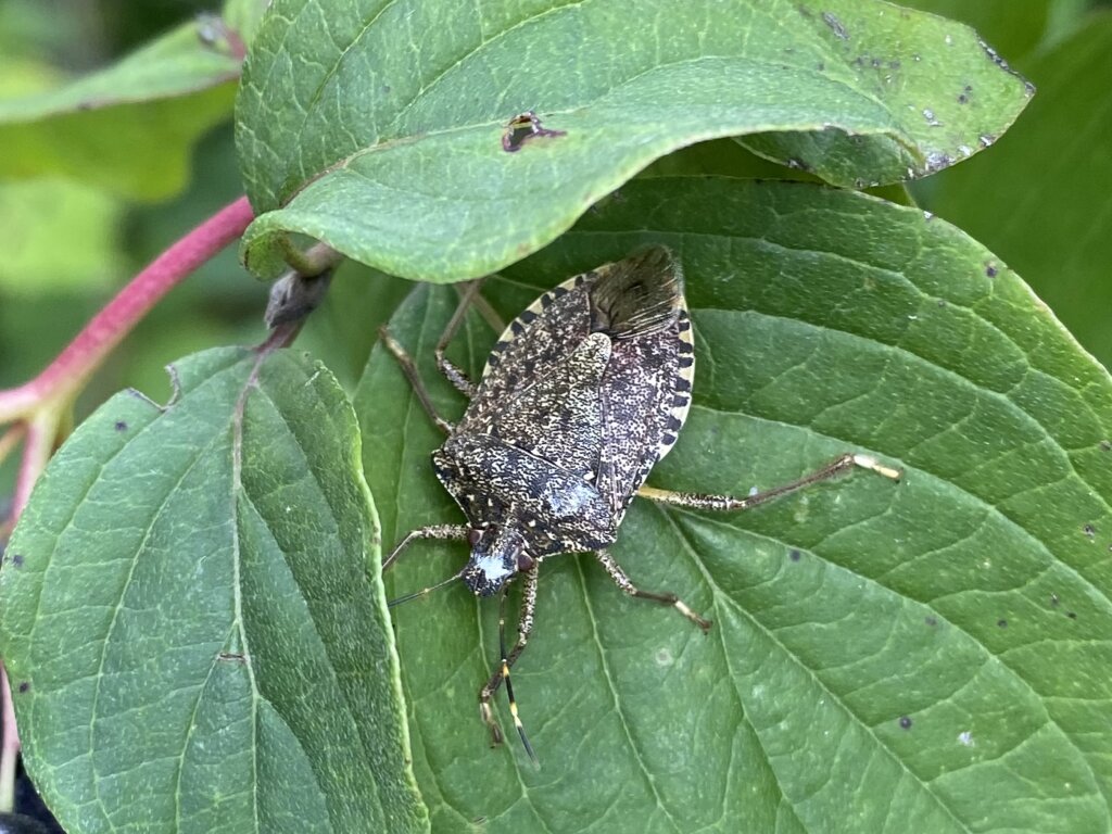 No Mercy for Stink Bugs!